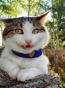 Image result for Happy Cat Meme Template