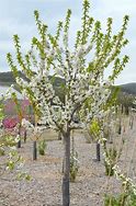 Image result for Prunus avium Sylvia