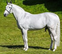 Image result for Horse Thoroughbred Stallion Stud