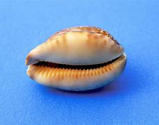 Image result for Beetlejuice Used for Molluscum