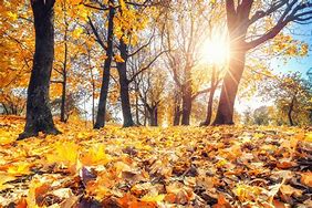 Image result for early autumn leaves