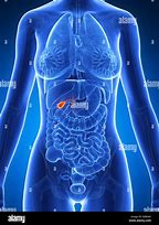 Image result for Where Is My Gallbladder