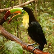 Image result for Ramphastos Ramphastidae