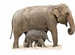 Image result for Elephant iPhone 5 Case Clear