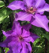 Image result for Clematis China Purple