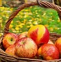 Image result for Apple Harvest