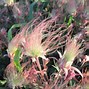Image result for Geum triflorum JS Peace Pipe