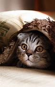Image result for Cat Funny 4K Learn It