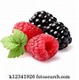 Image result for Pink BlackBerry Fruit