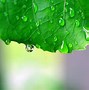 Image result for Green Rain Wallpaper