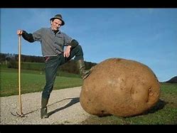 Image result for Largest Potato Ever