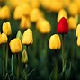 Image result for Field of Tulips Screensavers