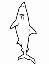 Image result for Great White Shark Line Art