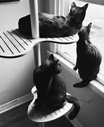 Image result for Cat Couch for Humans