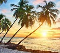 Image result for Tropical iPhone Wallpaper
