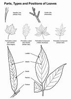 Image result for Honeycrisp Tree Characteristics