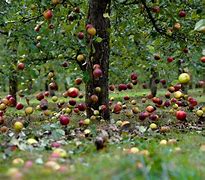 Image result for Apple Fall Far From Tree