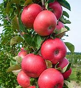 Image result for Urban Apple's