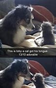 Image result for Funny Animal Stories