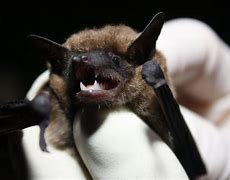 Image result for Darkest Bat Species