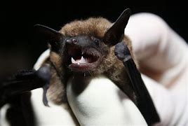 Image result for Small Bat Color:Black