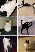 Image result for Cat Meme Wallpaper Cursed