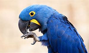 Image result for Exotic Tropical Birds