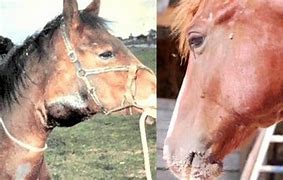 Image result for Horse Skin Conditions Pictures