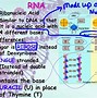 Image result for DNA and RNA Comparison Chart