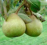 Image result for Pyrus communis Joséphine de Malines