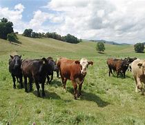Image result for West Virginia Cattle