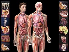 Image result for Interactive Anatomy Models