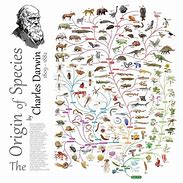 Image result for Darwin Evolution Chart