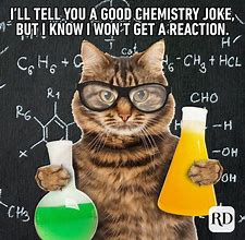 Image result for Cat Memes Dad Jokes