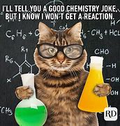Image result for Cat Jokes Images