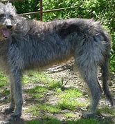 Image result for Scottish Deerhound