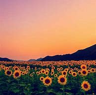 Image result for Yellow Aesthetic Wallpaper