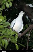Image result for Ducula Columbidae