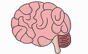 Image result for Healthy Brain Drawing