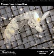 Afbeeldingsresultaten voor "phronima Atlantica". Grootte: 179 x 185. Bron: www.st.nmfs.noaa.gov