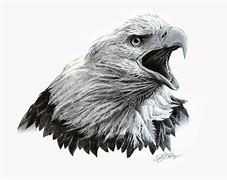 Image result for Black and White Bald Eagle Drawings