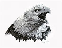 Image result for Eagle Head Sketch