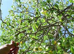 Image result for Manchineel Tree Florida