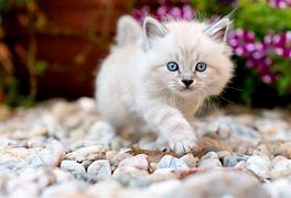 Image result for Little Fluffy Kittens