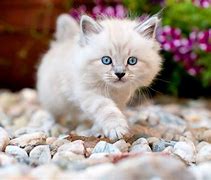 Image result for Small Fluffy White Cat