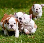 Image result for Bulldogge