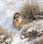 Image result for Amazing Wild Animal Photos