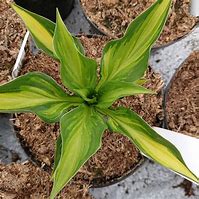 Hosta Lakeside Little Gem に対する画像結果