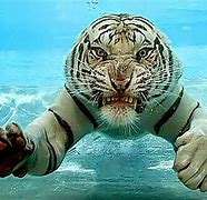 Image result for Angry Tiger Meme