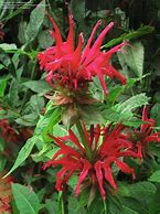 Image result for Monarda Violetta